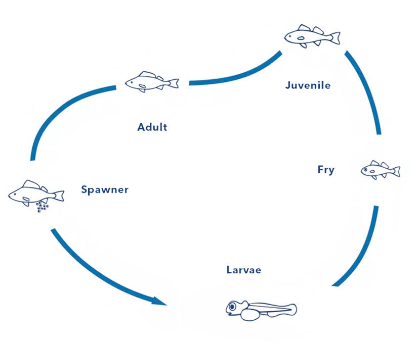 P30-Concept_Lifecycle