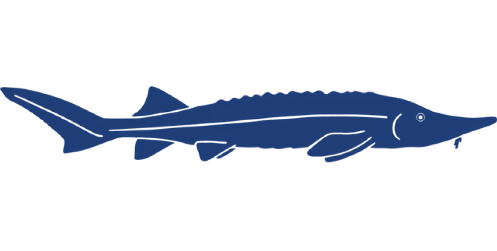 Fish-Icons-Siberian-Sturgeon