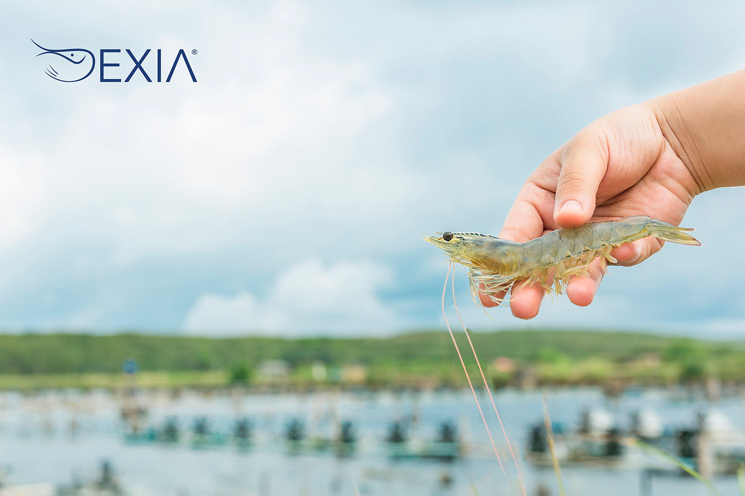 Feed-Solutions_EXIA