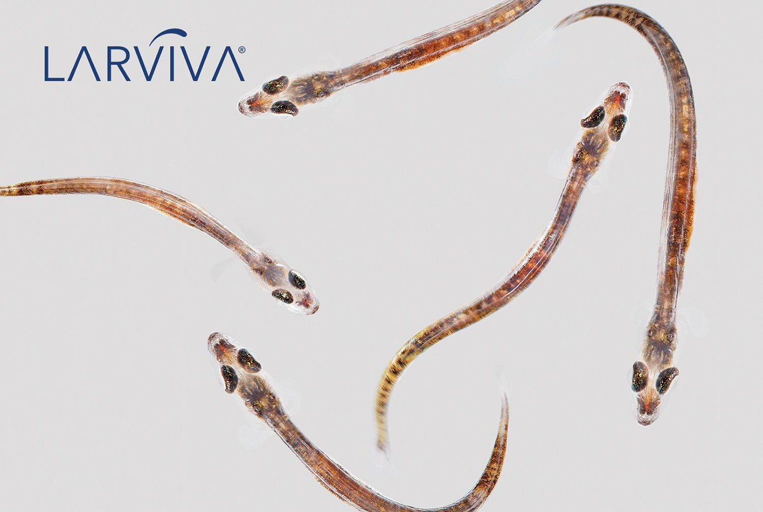 Feed-Solutions_LARVIVA