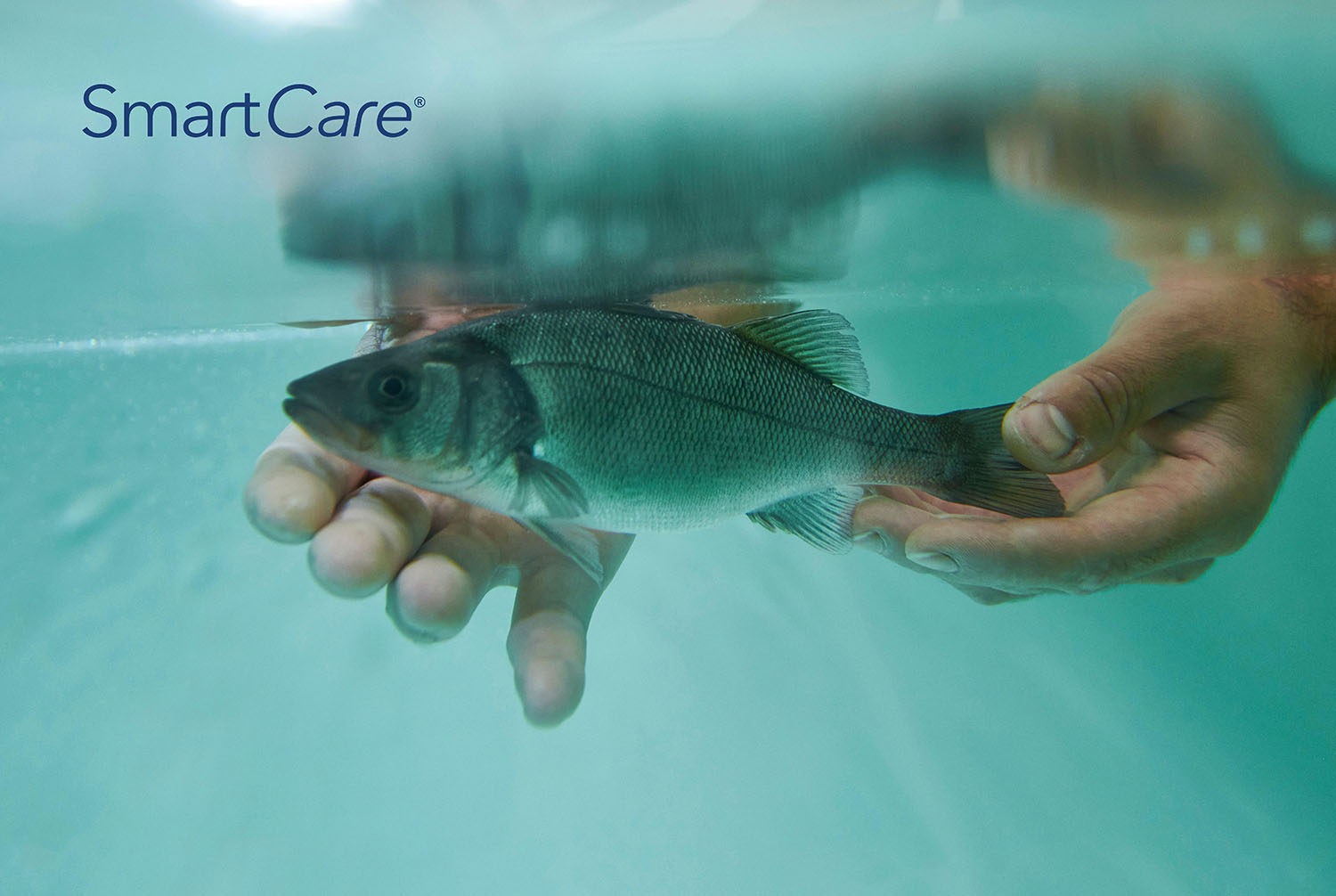 Feed-Solutions_SmartCare